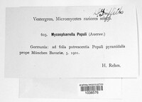 Mycosphaerella populi image
